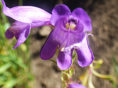 Penstemon deaveri