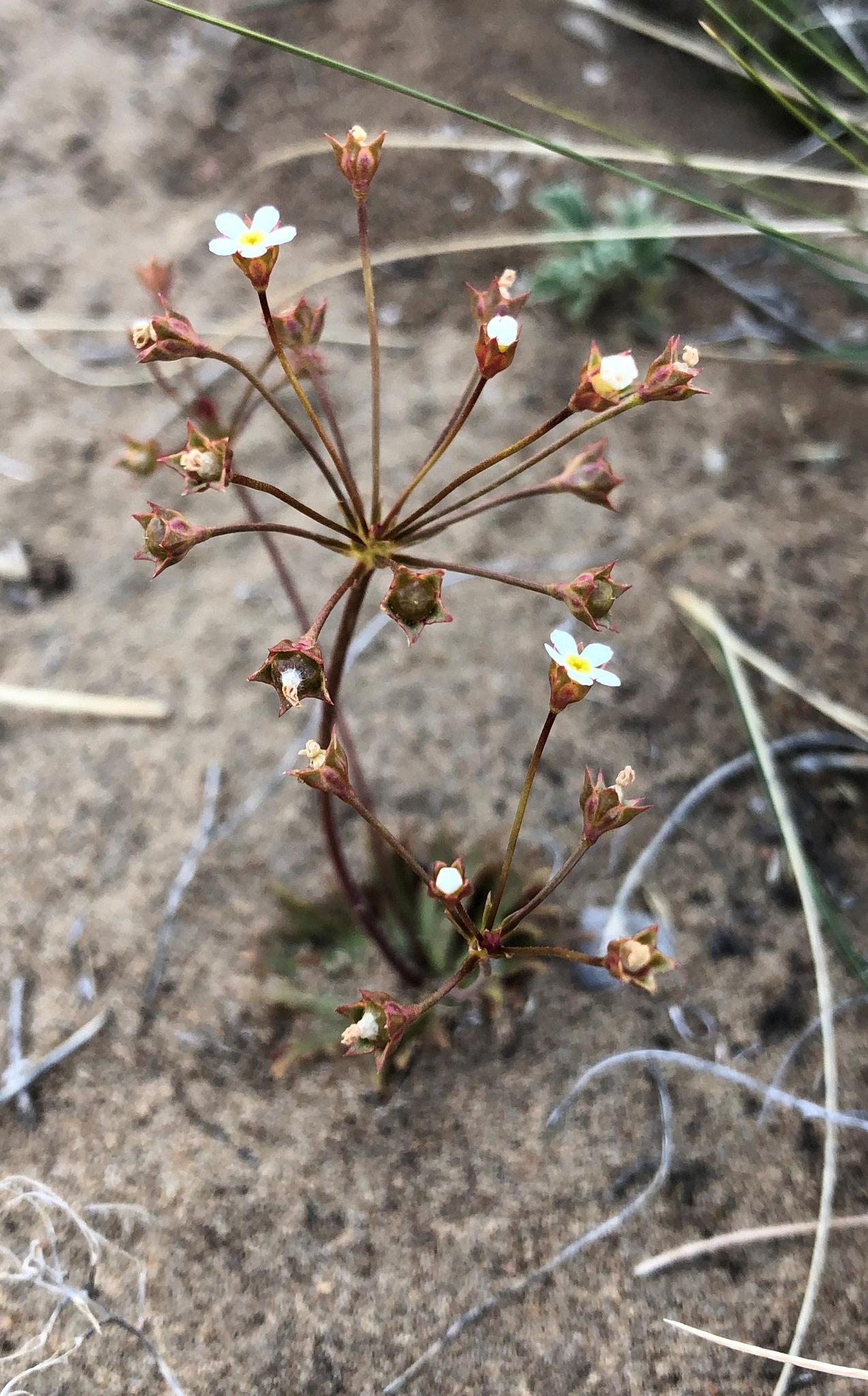 Androsace septentrionalis