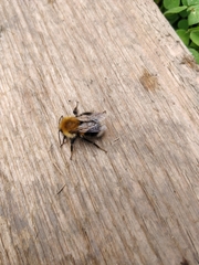 Bombus hypnorum