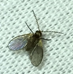 Trichomyia