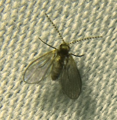 Trichomyia