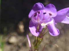 Penstemon deaveri