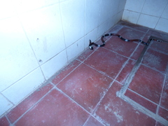 Micrurus pyrrhocryptus