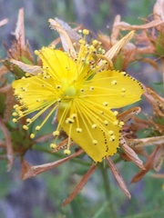 Hypericum concinnum