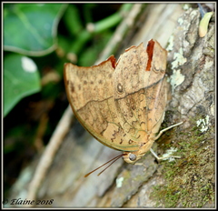 Charaxes varanes