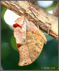 Charaxes varanes