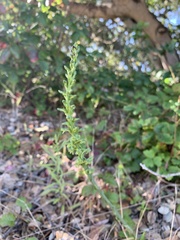 Platanthera michaelii