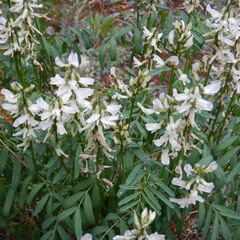 Astragalus williamsii