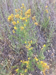 Hypericum concinnum