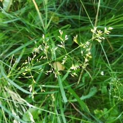 Poa annua