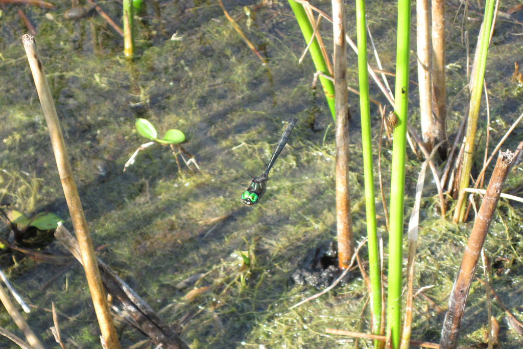 Hine's Emerald
