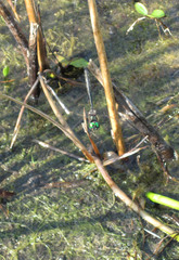 Somatochlora hineana