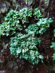Hypogymnia farinacea