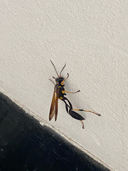 Sceliphron caementarium