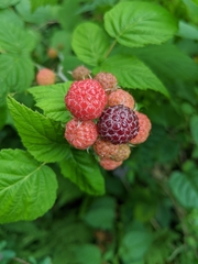 Rubus occidentalis