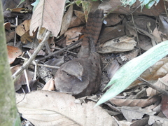 Nyctiphrynus ocellatus