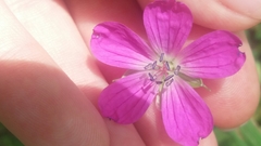 Geranium sylvaticum