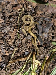 Diversibipalium multilineatum