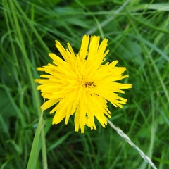 Taraxacum campylodes