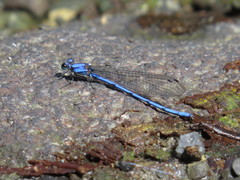 Argia anceps