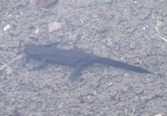 Cynops pyrrhogaster