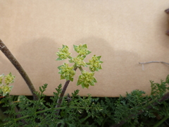 Lomatium dasycarpum