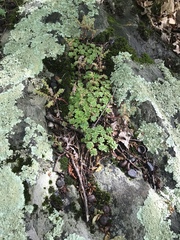 Sedum glaucophyllum