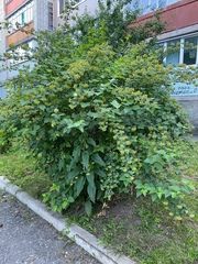 Physocarpus opulifolius