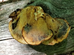 Buglossoporus quercinus