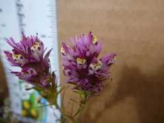 Castilleja densiflora densiflora