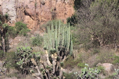 Isolatocereus dumortieri