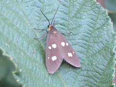 Dysauxes famula