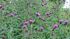 Cirsium heterophyllum