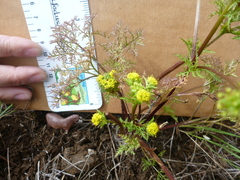 Lomatium utriculatum