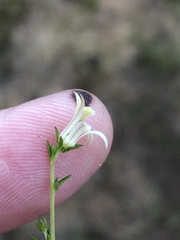 Wahlenbergia neostricta