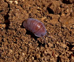 Venezillo gigas