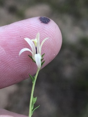 Wahlenbergia neostricta