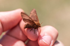 Malacosoma franconicum