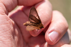 Malacosoma franconicum