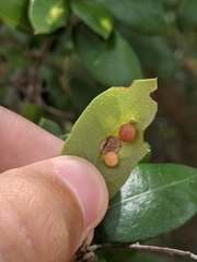 Apiognomonia errabunda