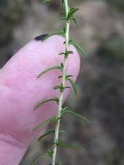 Wahlenbergia neostricta
