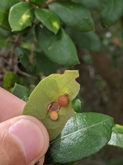 Apiognomonia errabunda