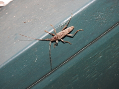 Elytrimitatrix undata