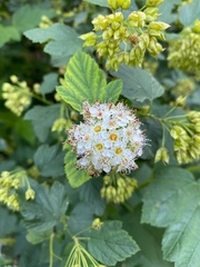 Physocarpus opulifolius
