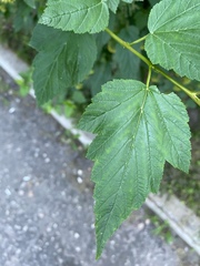 Physocarpus opulifolius