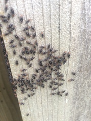 Cerastipsocus trifasciatus