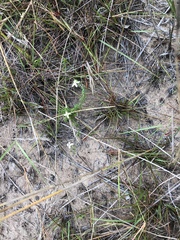 Wahlenbergia neostricta