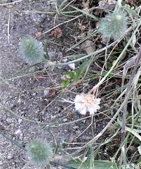 Trifolium sylvaticum