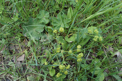 Alchemilla propinqua