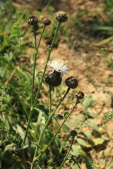 Centaurea scabiosa adpressa